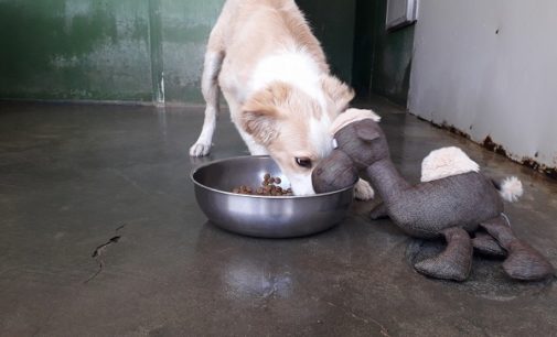 MONTEBELLO 07/04/2018: Oggi e domani al Centro Commerciale raccolta cibo dell’Enpa per i cani e i gatti. Ecco cosa serve! Intanto c’è chi incredibilmente “dona” al canile pane ammuffito