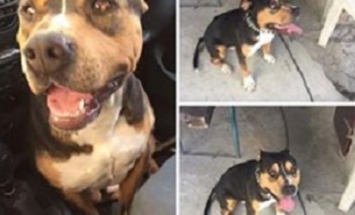 PIZZALE OLTREPO 27/04/2018: Il cane Argo è scappato. Aiutiamo la famiglia a ritrovarlo
