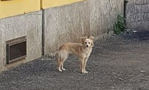 VOGHERA 03/04/2018: Cane sconosciuto. Qualcuno sa di chi è?