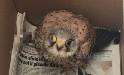 VOGHERA 26/04/2018: Gheppio infortunato salvato per miracolo sulla strada prima che venisse investito. Ecco a chi rivolgersi per salvare gli animali selvatici. La Lav: “Situazione drammatica”