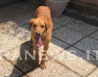 VOGHERA OLTREPO TORTONESE 20/06/2018: MASSIMA DIFFUSIONE. Cane vagante in strada. Chi lo riconosce?