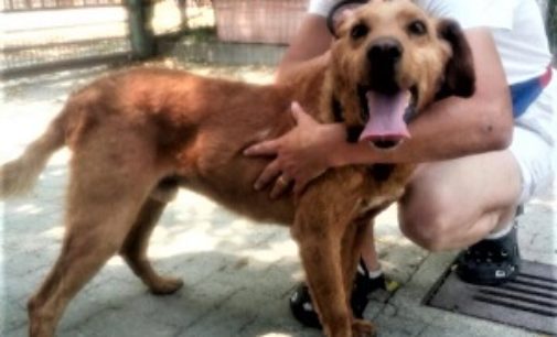 VOGHERA OLTREPO TORTONESE 21/06/2018: Portato al Rifugio Enpa il Cane vagante di via Tortona. Si cerca ancora il padrone