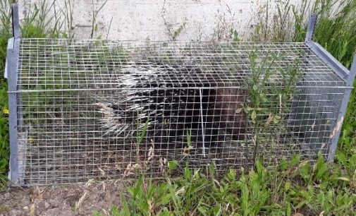 VOGHERA BAGNARIA 01/06/2018: Carabinieri come Ace Ventura l’“Acchiappanimali” salvano un istrice e un’iguana