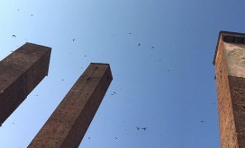 PAVIA 14/06/2018: Torna il Birdwatching cittadino per ammirare il volo dei Rondoni. Ecco il programma di sabato 23