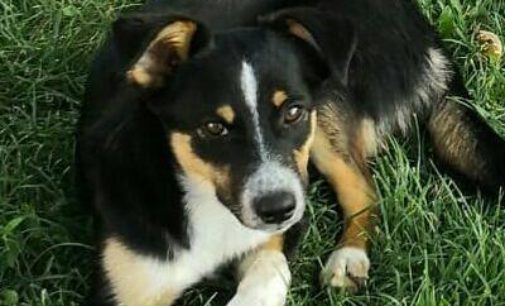 VOGHERA 17/07/2018: Scomparso da casa anche un Border Collie. Aiutiamo Sara a ritrovarlo