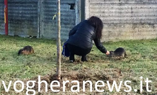 SPESSA PO 23/02/2022: Animali in provincia. “Argine maestro messo in pericolo dalle tane delle nutrie”. Chiesto il contenimento della specie