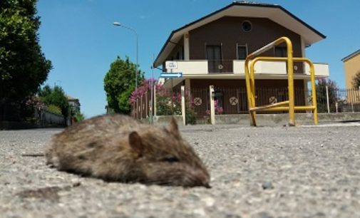 VOGHERA 10/07/2018: Topo morto in strada. La foto di un lettore