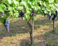 PAVIA 27/07/2018: Vendemmia alle porte. Coldiretti: subito i Voucher