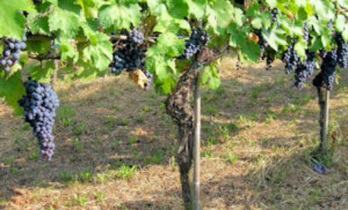 PAVIA 27/07/2018: Vendemmia alle porte. Coldiretti: subito i Voucher