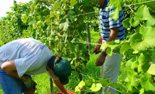 STRADELLA 21/08/2018: Parte la vendemmia. Arrivano i lavoratori stranieri irregolari. I carabinieri denunciano 6 persone