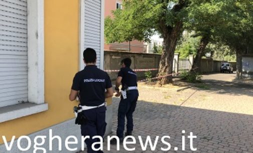 VOGHERA 22/08/2018: Nido di calabroni sulla pubblica via. Intervengono Asm e Polizia locale