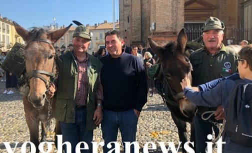 VOGHERA 09/10/2018: Domenica al raduno degli Alpini anche Peppo e Murina, due muli vogheresi