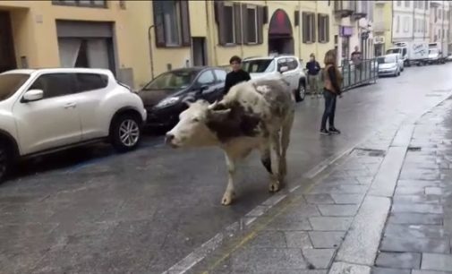 PAVIA 26/10/2018: Mucca al pascolo in centro città. Fuori programma oggi in corso Garibaldi (VIDEO)