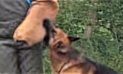 VOGHERA 21/11/2018: Quel cane è “impegnativo”. Il Comune ordina alla proprietaria misure speciali per la custodia dell’animale