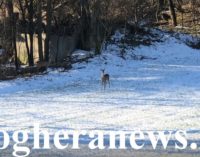 VOGHERA 29/01/2019: La difficile (ma possibile) convivenza fra Uomo e Selvatici (FOTO & VIDEO). Caprioli si avvicinano alla tangenziale per Casteggio