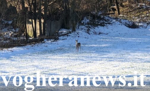 VOGHERA 29/01/2019: La difficile (ma possibile) convivenza fra Uomo e Selvatici (FOTO & VIDEO). Caprioli si avvicinano alla tangenziale per Casteggio