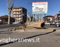 VOGHERA 21/03/2019: Prosegue il piano “verde” del Comune. Potature. Aumento del numero degli alberi e abbattimento di quelli a rischio caduta. Restyling anche per alcuni giardini