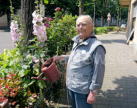 VOGHERA 12/03/2019: Danneggiate le rose. Nonno giardiniere Guido Schiavo sporge denuncia. Non è l’unico caso in città