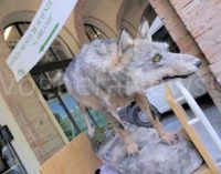 CORVINO 27/03/2019: Una serata dedicata al lupo e alla natura. Ospiti d’eccezione Folco Terzani e Mino Milani