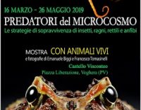 VOGHERA 19/03/2019: Al Castello la mostra “I Predatori del microcosmo”