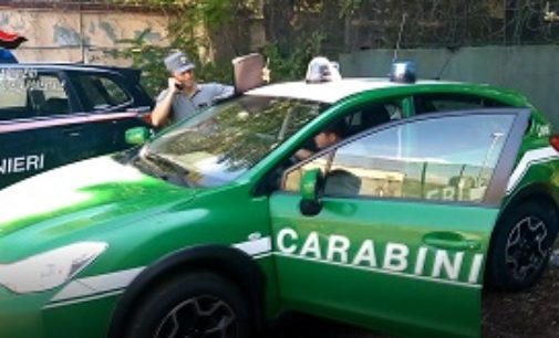 CERVESINA ZINASCO 03/05/2019: Coltivavano abusivamente terreni demaniali sul Po. I Carabinieri Forestali denunciano 5 persone