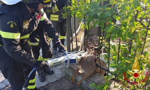 STRADELLA 02/05/2019: Pompieri salvano un capriolo rimasto imprigionato