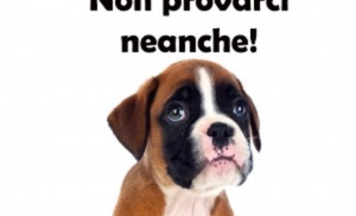 VOGHERA 13/06/2019: Non abbandonate gli animali. Non provateci neanche!. La campagna 2019 di Asm