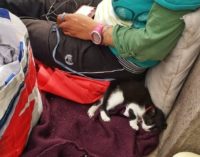 PAVIA OLTREPO 24/07/2019: Consegnato alla Lav Oltrepò il gattino utilizzato per l’accattonaggio a Pavia. Ora cerca una nuova famiglia (insieme ai fratellini!)