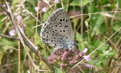 COLLI VERDI 03/07/2019: Domenica il Festival delle Farfalle. Nell’ambito del il 10° Campo Internazionale di Legambiente