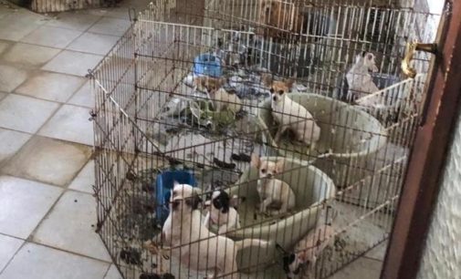 PIEVE DEL CAIRO 14/08/2019: Un allevamento abusivo di cani e gatti in mezzo ai rifiuti. Intervengono Arpa e Polizia locale e scatta il sequestro