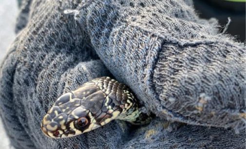 PAVIA 26/10/2019: Serpente entra nell’auto. I pompieri lo recuperano