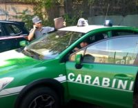 VOGHERA 22/05/2020: Carabinieri Forestali e Polizia provinciale liberano capriolo che si era introdotto in un giardino
