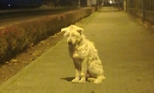 BREME 30/12/2019: Finalmente in salvo il cane Barnaba che aveva perso fiducia negli umani. Vecchio e malato non si faceva avvicinare dopo l’abbandono