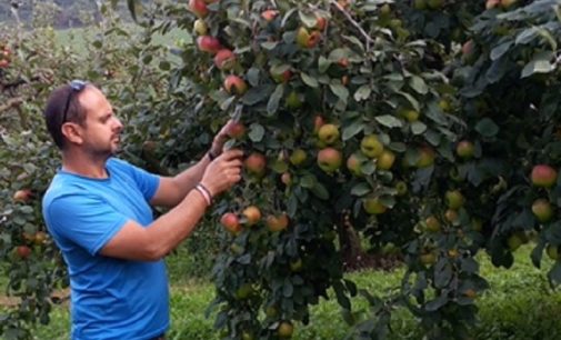 VALLE STAFFORA 22/12/2019: La Pomella della Valle Staffora inserita fra i Prodotti Agroalimentari Tradizionali della Regione Lombardia