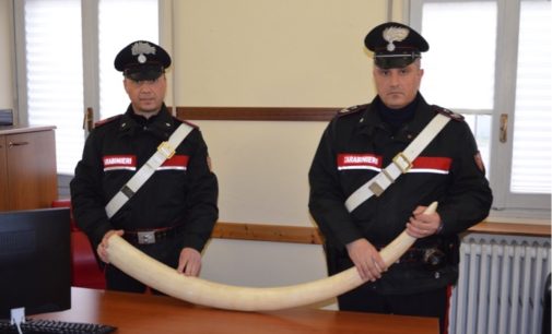 BRONI 29/01/2020: Detiene un trofeo animale di specie protetta. Denunciato dai Carabinieri