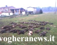 PAVIA VOGHERA 08/11/2020: Coronavirus. Il lockdown salva gli animali. Stop alla caccia in Lombardia