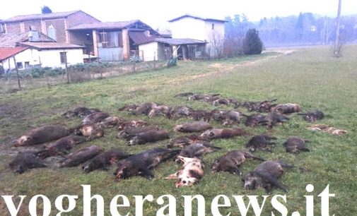 VOGHERA 04/01/2021: Cinghiale ferito nel campo. Il compagno gli resta vicino e lo veglia per ore