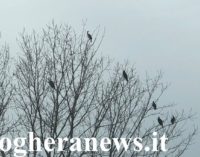 PAVESE OLTREPO LOMELLINA 08/01/2020: Gli “alberi selvatici di pianura” presenti nelle nostre campagne vanno preservati. Non eliminati come sempre più spesso accade. Servono a loro!!!