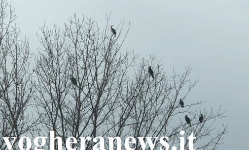 PAVESE OLTREPO LOMELLINA 08/01/2020: Gli “alberi selvatici di pianura” presenti nelle nostre campagne vanno preservati. Non eliminati come sempre più spesso accade. Servono a loro!!!