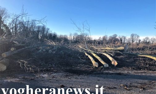 PAVIA ZECCONE 04/02/2020: Senza sosta la sparizione degli alberi selvatici nella campagna pavese. Sempre più povero l’habitat per gli uccelli