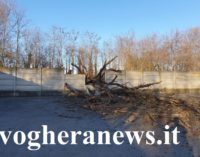 VOGHERA PAVIA 05/02/2020: Albero cade per il vento e si schianta all’interno del parcheggio di una ditta. Crolli anche a Pavia