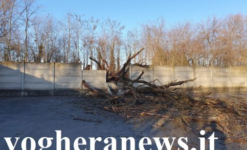 VOGHERA PAVIA 05/02/2020: Albero cade per il vento e si schianta all’interno del parcheggio di una ditta. Crolli anche a Pavia