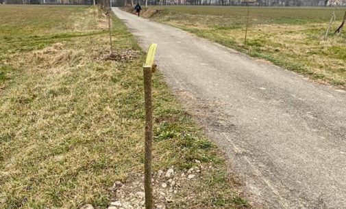 CODEVILLA 17/02/2020: Già vandalizzati gli alberi piantati sulla GreenWay. Il Comune dà la caccia ai responsabili. Intanto serve una mobilitazione in difesa degli alberi selvatici
