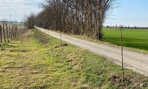 CODEVILLA 13/02/2020: Il Comune pianta alberi (lungo la GreenWay). “Produciamo ossigeno”