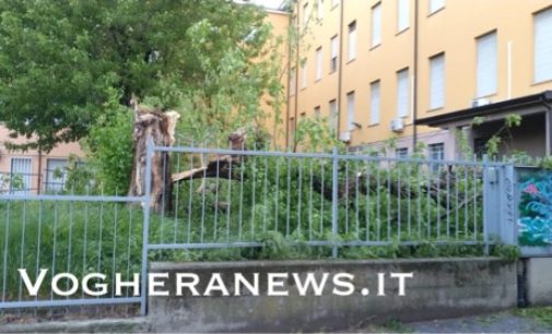 STRADELLA 15/04/2020: Grosso albero del Faravelli    cede sotto la forza delle raffiche di vento