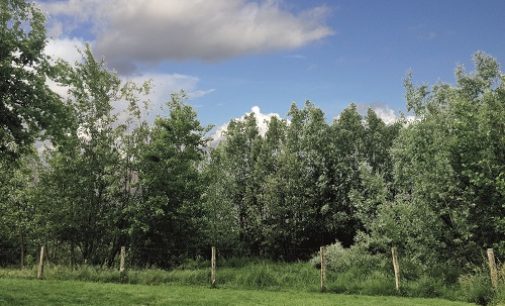 PAVIA 27/05/2020: Nuovi alberi. Anche in provincia il progetto di forestazione