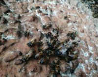 PAVIA 02/05/2020: Arse vive migliaia di api in via Riviera. La Lav. Pronti a denunciare il responsabile