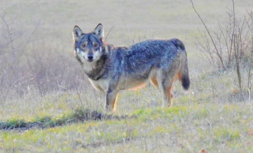 OLTREPO VOGHERA 28/05/2020: Salvare il lupo dalla paura della gente e dagli inutili allarmismi. Ora c’è l’associazione ‘Io non ho paura del lupo’