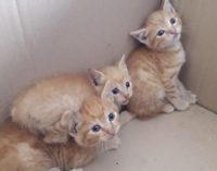 VOGHERA 09/06/2020: “Sos cibo gatti” al rifugio dell’Enpa