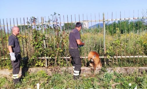 CODEVILLA 09/08/2020: Animali. Capriolo sfortunato si incastra tra le sbarre di una recinzione e muore